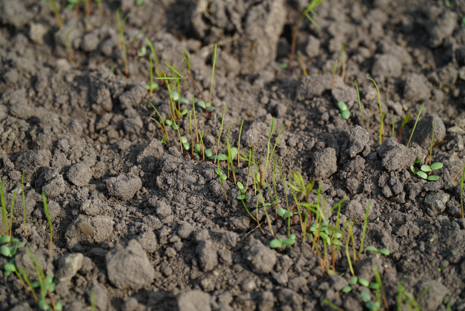 BG13 7 dni po siewie 2 (2).JPG